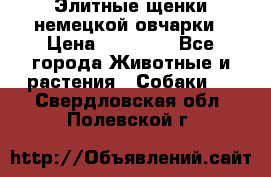 Элитные щенки немецкой овчарки › Цена ­ 30 000 - Все города Животные и растения » Собаки   . Свердловская обл.,Полевской г.